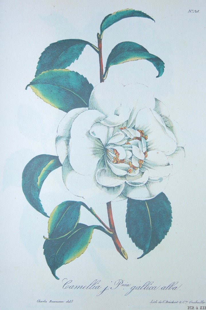 oa5os-38 Pomponea Gallica Alba