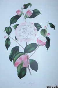 Maliflora