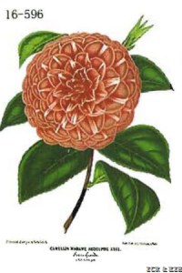 Madame Rudolph Abel