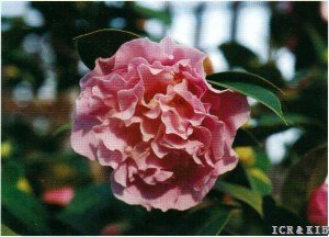 Elsie Jury Orchid Sport