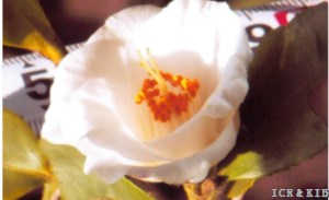 Hōshun-haku