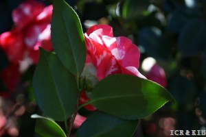 H. A. Downing Variegated