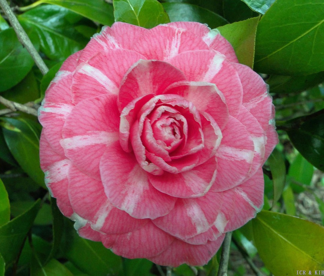 Bella di Firenze-Cultivars-International Camellia Register