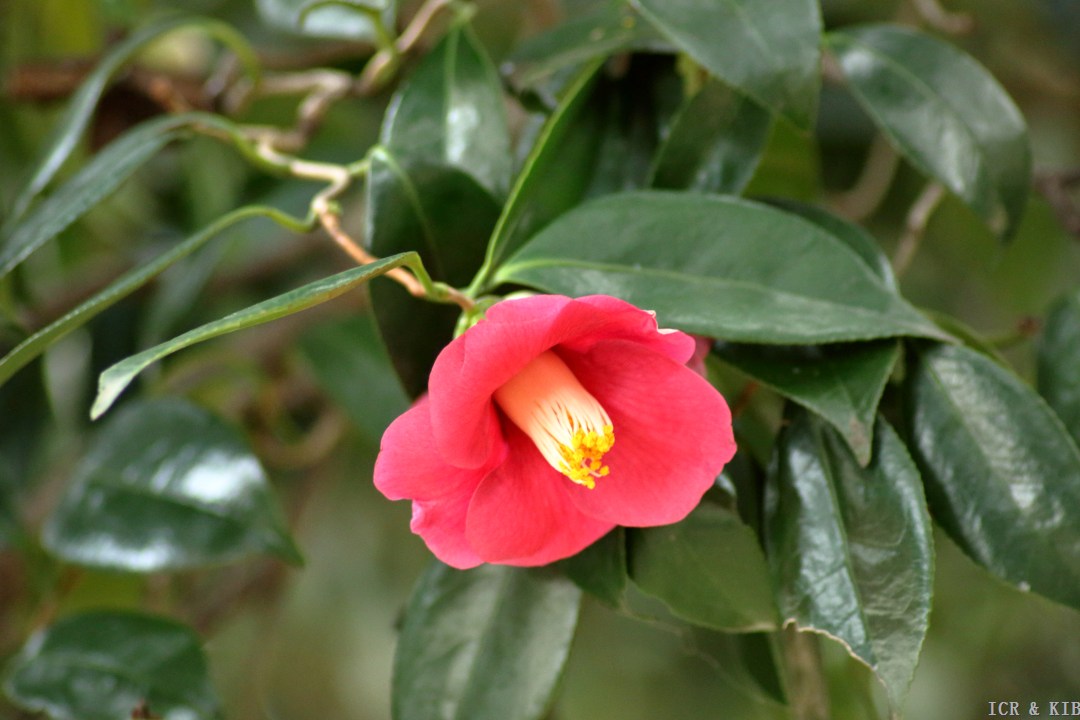 Unryǔ-tsubaki-n