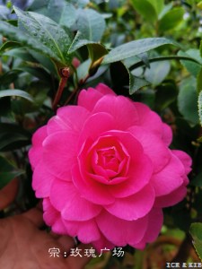 Rose Parade