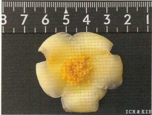 Camellia fascicularis