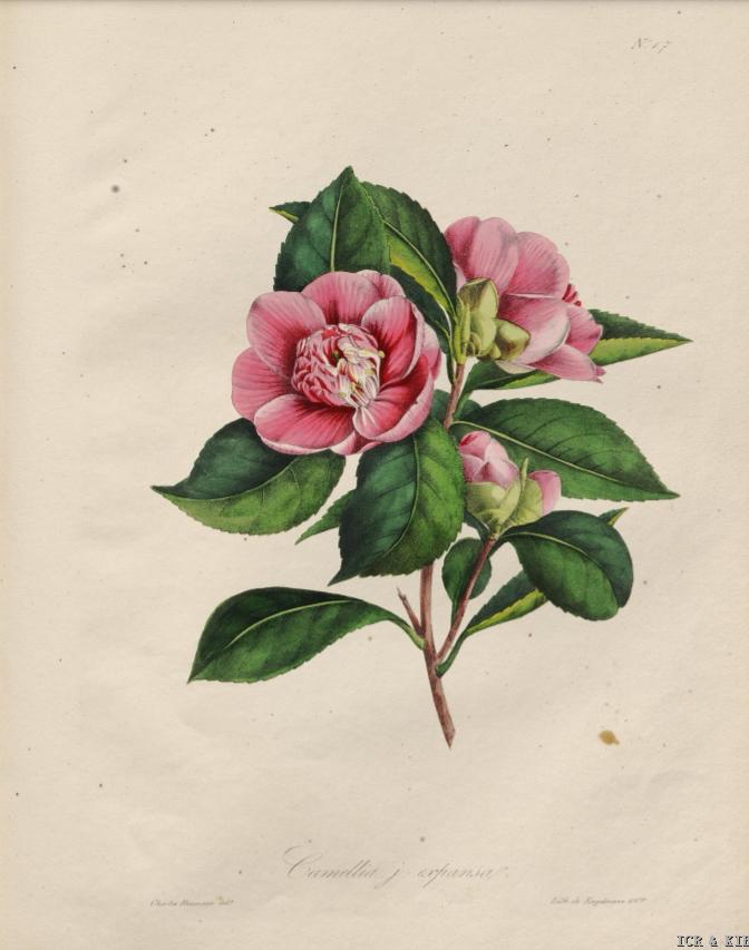 Expansa, Camellien-Sammlung, Baumann 
