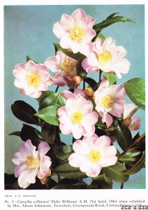 Delia Williams