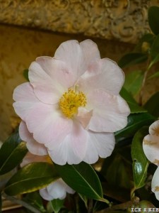 Delia Williams