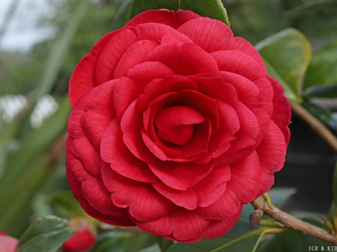 Camellia japonica 'Prince Murat'