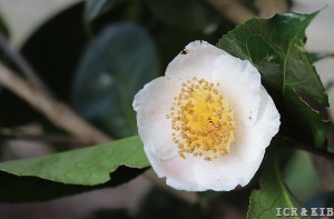 Camellia irrawadiensis