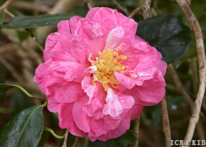 Coral Pink Lotus