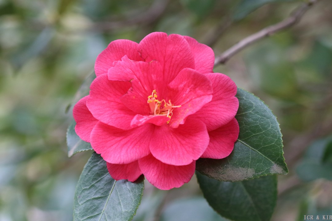 もみじページ Komomiji-Photos-International Camellia Register