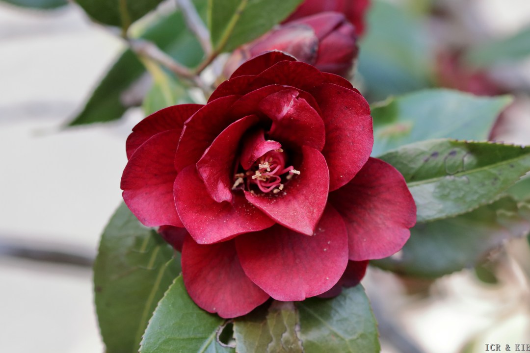 椿ページ Kuro-tsubaki-Photos-International Camellia Register