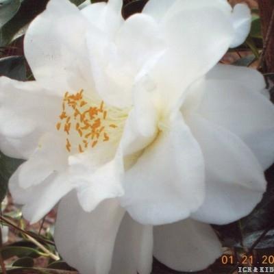 Bethlehem Star