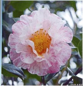 Camellia japonica 'Anita