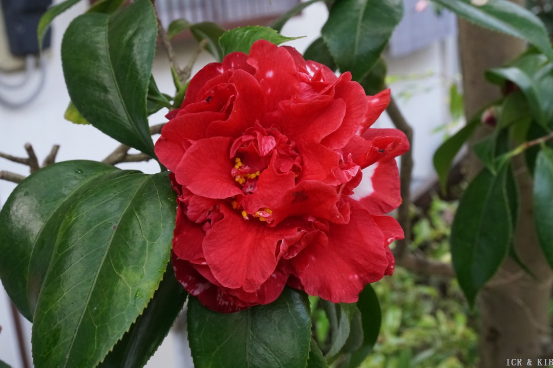 荒獅子 (3)