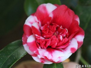 Dona Rita de Cassia