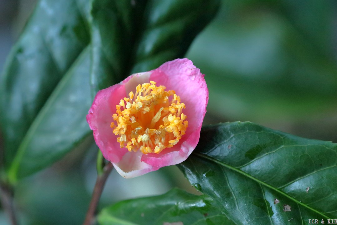 Robiraki-Photos-International Camellia Register