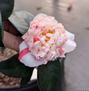 Sajin Baozhu