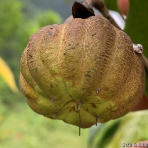 Camellia flava
