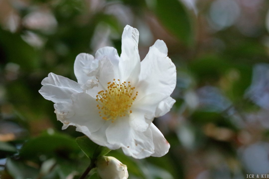 ❁GENMAI❁ Chiyozuru-Photos-International Camellia Register