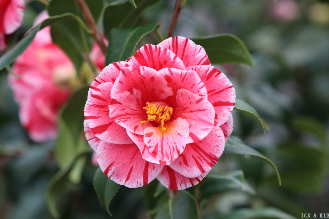 Oki-no-nami-Photos-International Camellia Register