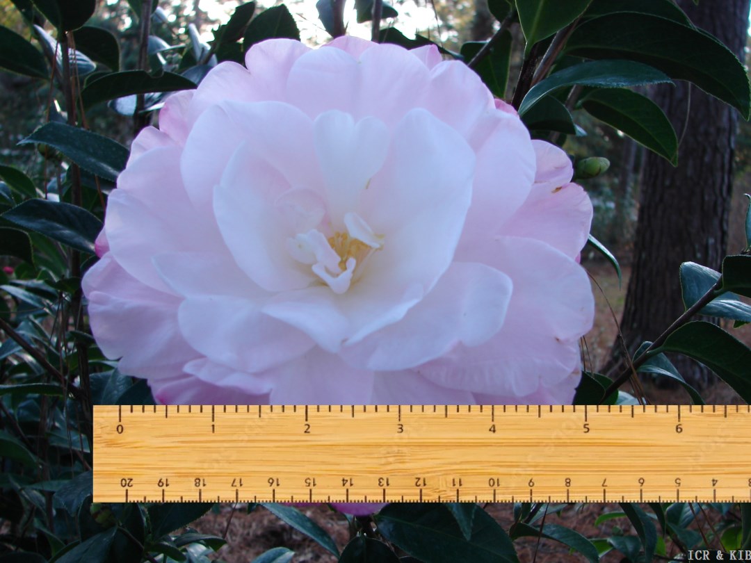Janice Wang (Ruler)