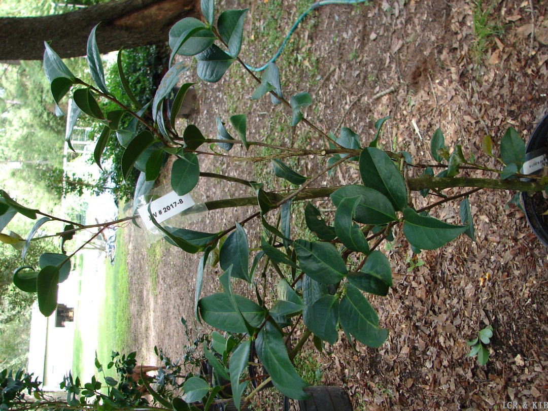Janice Wang (Plant)