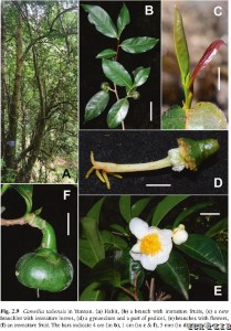 Camellia taliensis