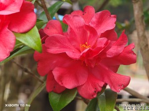 2023-刘信凯等：第二部 四季茶花