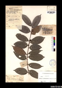 Camellia longgangensis
