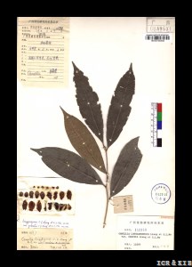 Camellia longgangensis var. grandis