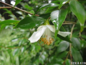 Camellia cuspidata