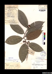 Camellia longgangensis var. grandis