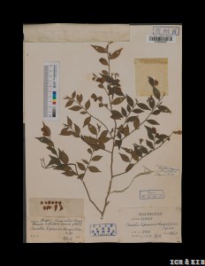 Camellia lipoensis