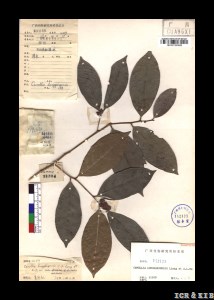 Camellia longgangensis