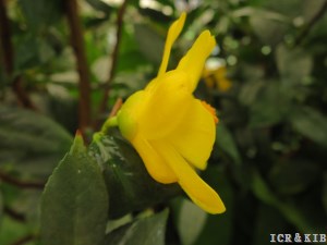 Camellia chuongtsoensis
