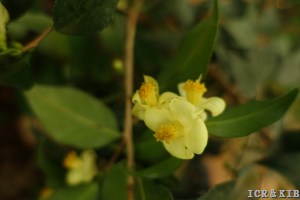 Camellia pingguoensis