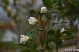 Camellia forrestii var. acutisepala