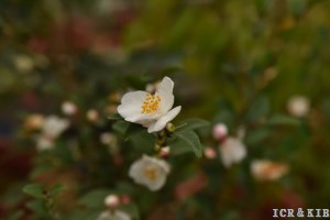 Camellia trichoclada
