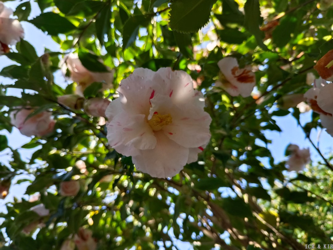 Sakuraba-Tsubaki-Cultivars-International Camellia Register