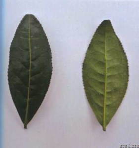 Chunyu 2