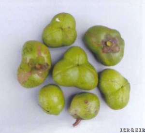 Huangjinjia