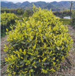 Zhongcha huangya 5