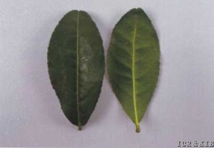 Zhongcha 152