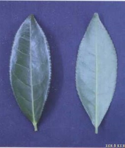 Yunchaxiang 1