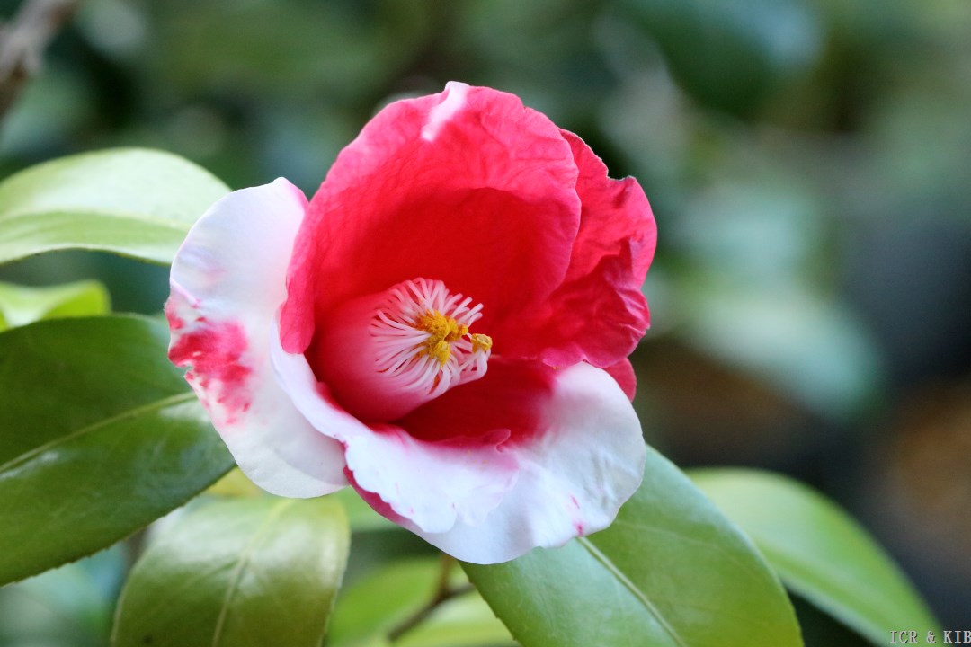 お花々＊様 Yoshitsukasa-Photos-International Camellia Register
