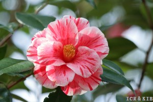 Kuro-tsubaki-Photos-International Camellia Register