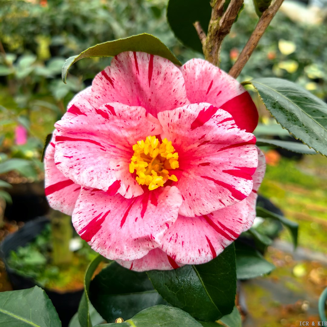 drachenbaum rosa Drachenbaum 'Magenta'